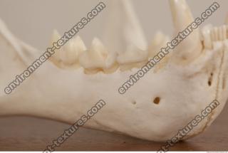 photo reference of skull 0089